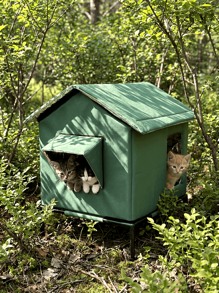 Stray cat areas